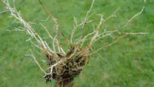 Les racines noires à brunes sont en cours de destruction. Les racines blanches, nouvellement formées, sont peu efficaces.
