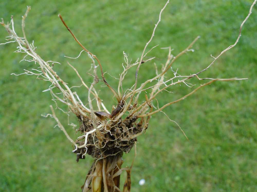 Les racines noires à brunes sont en cours de destruction. Les racines blanches, nouvellement formées, sont peu efficaces.