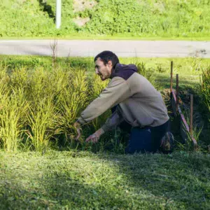 Alexandre Laverty récolte, à la faucille, les premières pousses de riz.