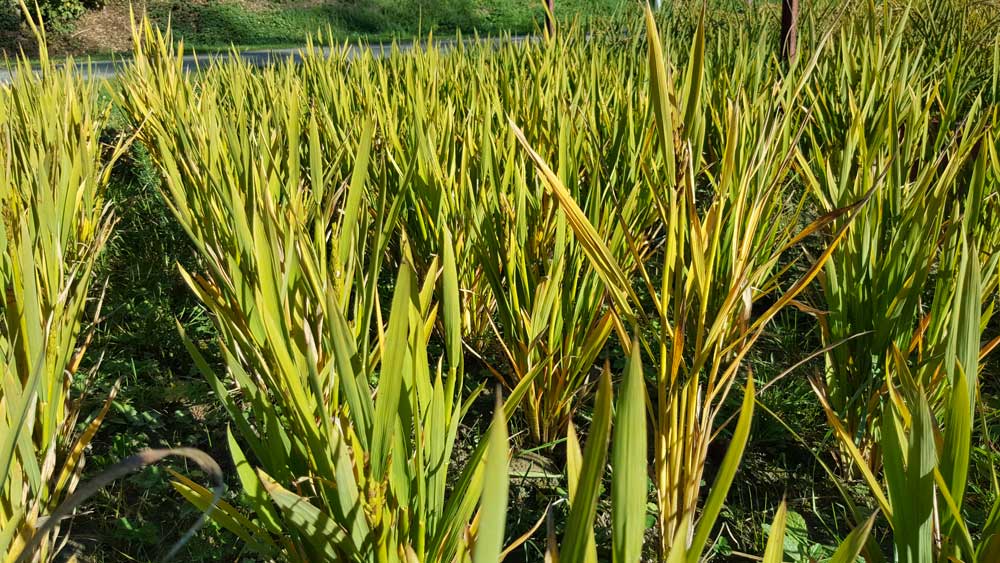 riz-breton-evran - Illustration Le riz profite des zones humides bretonnes