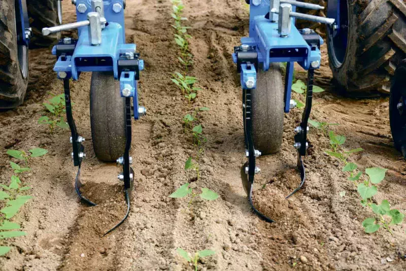 Les lames de la bineuse viennent scalper les adventices