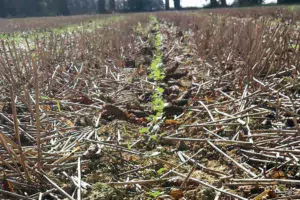 Semis combiné strip-till. Photos du 24 septembre (source Terres Inovia).