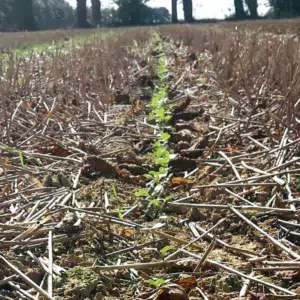 Semis combiné strip-till. Photos du 24 septembre (source Terres Inovia).