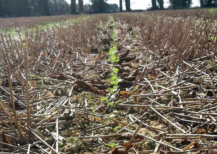 Semis combiné strip-till. Photos du 24 septembre (source Terres Inovia).