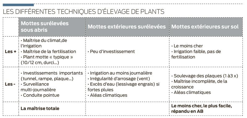 technique-elevage-plant-chou-fleur