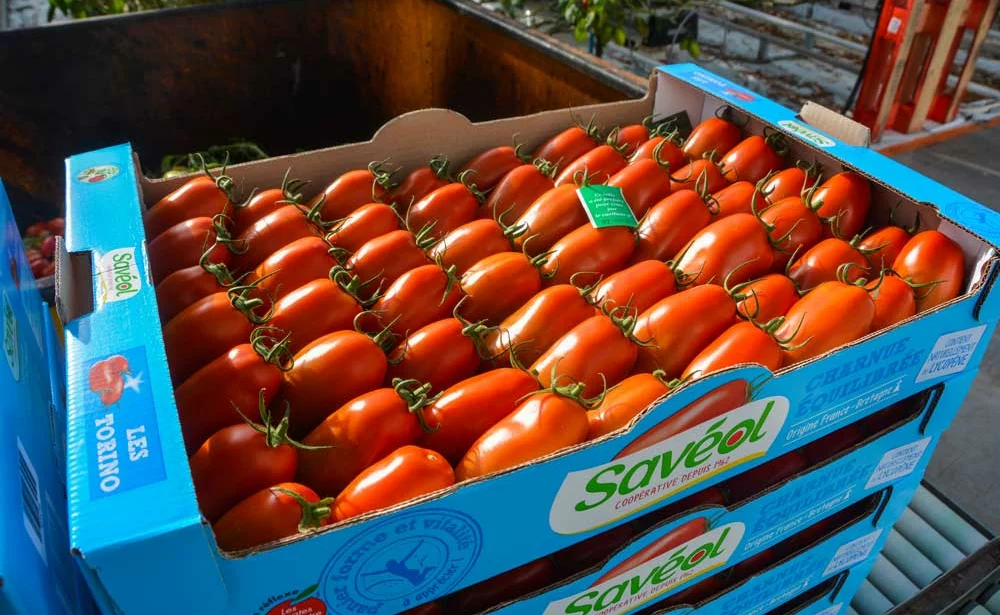 tom-pousse-tomate-saveol - Illustration Limiter l’impact sur l’environnement en tomates sous serre