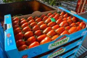 tom-pousse-tomate-saveol