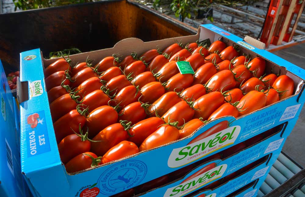 tom-pousse-tomate-saveol - Illustration Limiter l’impact sur l’environnement en tomates sous serre