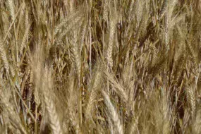 tritordeum