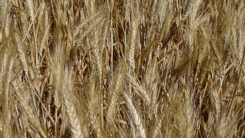 tritordeum - Illustration Le tritordeum fait ses premiers pas sur le marché français