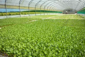 Le tunnel doit être bien aéré. Il convient d’être vigilant à l’irrigation, plus précise.