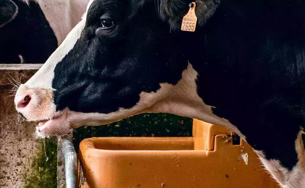 vache qui boit - Illustration 2016 a servi des ensilages secs et pauvres en azote