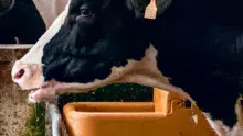 vache qui boit