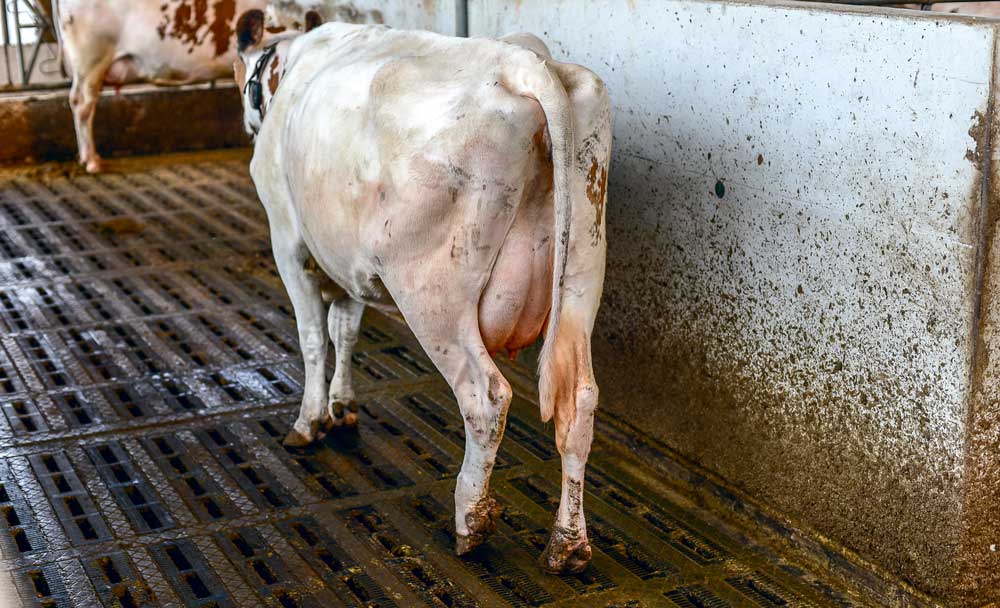 vaches-lait_boiterie-sante - Illustration Lier santé du sabot et gestion du troupeau