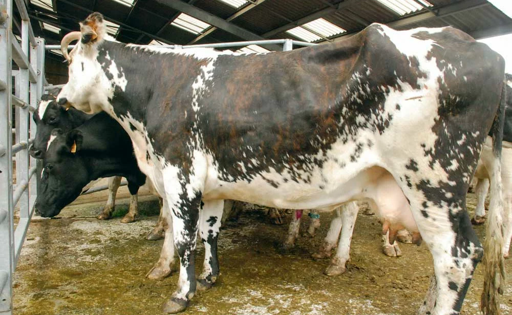 vaches-laitieres-reforme - Illustration L’afflux de vaches de réforme se poursuit