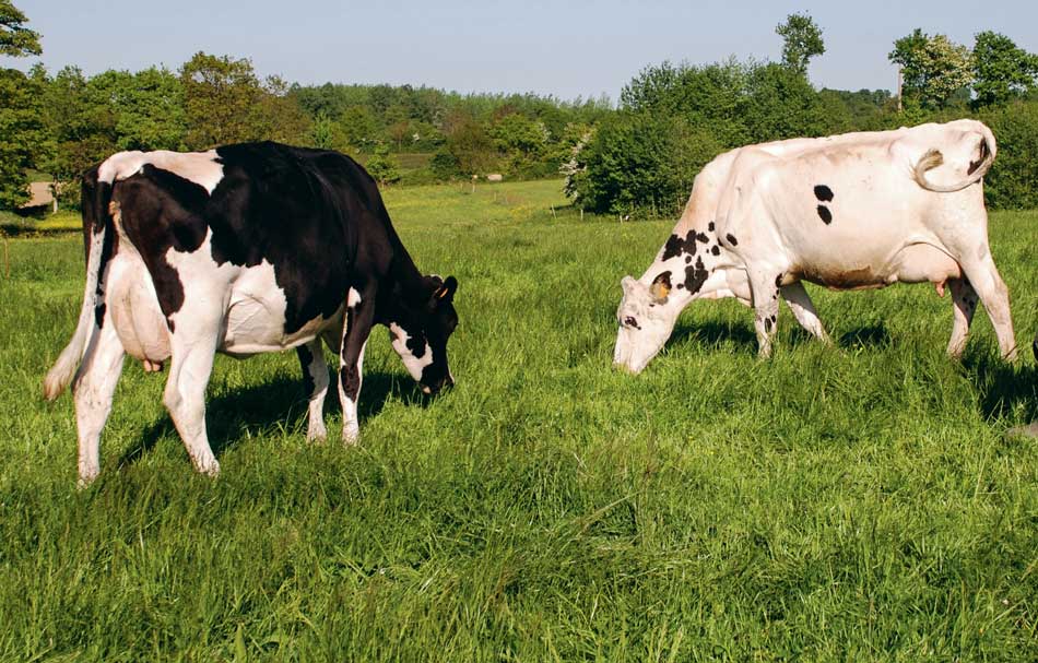 vaches-patures - Illustration Les prairies de fauche empiètent sur le maïs