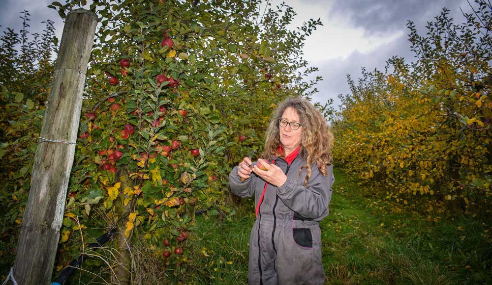 Sylvie Forel et Étienne Lehuger cultivent une vingtaine d’hectares de vergers. - Illustration Un cidre nature pétillant de terroir