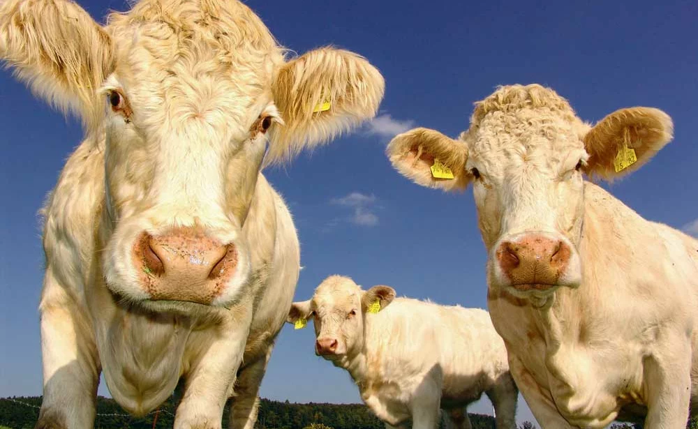 viande-bovine - Illustration Des élevages allaitants plus modernes et productifs
