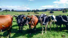 En valorisation AOP, les vaches produisent à l'herbe, sur des fermes de petite surface. En production standard, les éleveurs misent également sur l'herbe pour limiter le coût de production.