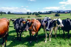 En valorisation AOP, les vaches produisent à l'herbe, sur des fermes de petite surface. En production standard, les éleveurs misent également sur l'herbe pour limiter le coût de production.