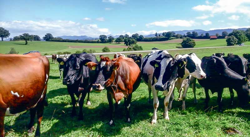 En valorisation AOP, les vaches produisent à l'herbe, sur des fermes de petite surface. En production standard, les éleveurs misent également sur l'herbe pour limiter le coût de production. - Illustration Des éleveurs suisses visitent les fermes laitières du Pays de Pontivy