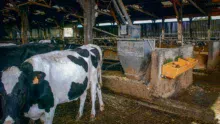 Le reconditionnement des 3 Dac permettra entre autres de mieux ajuster les courbes de distribution de concentrés à la production réelle des vaches.