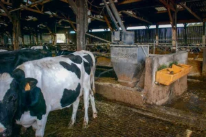 Le reconditionnement des 3 Dac permettra entre autres de mieux ajuster les courbes de distribution de concentrés à la production réelle des vaches.