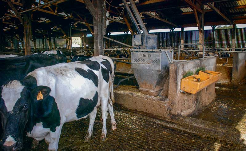 Le reconditionnement des 3 Dac permettra entre autres de mieux ajuster les courbes de distribution de concentrés à la production réelle des vaches. - Illustration Données d’élevage : tout avoir sur un seul tableau de bord