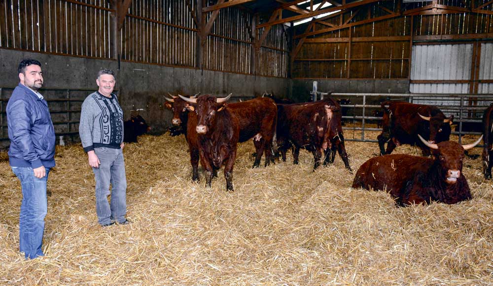 Le 1er janvier 2017, Thomas Hervagault prend les rênes de l’exploitation, succédant à son père Jean-Louis. - Illustration Des groupes pour échanger sur les manières de travailler en viande bovine