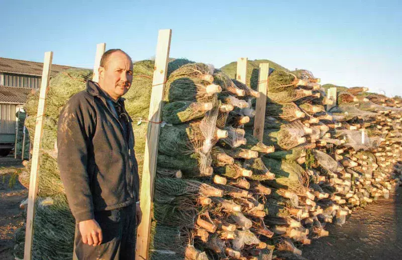 Jean-Marc Rouxel devant ses derniers sapins filmés et conditionnés
pour être distribués en magasins.