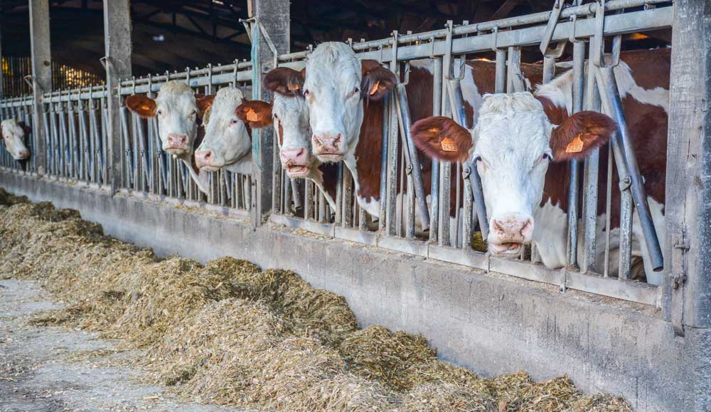 montbeliardes-lait - Illustration Plus de lait en déléguant l’élevage des génisses