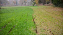 À gauche, une bande de RGI semée sous maïs, sans binage. À droite, du RGI semé le 10 octobre après ensilage. Les essais sont réalisés en relation avec la Chambre d'agriculture dans le cadre d'un programme porté par Eau du Morbihan.