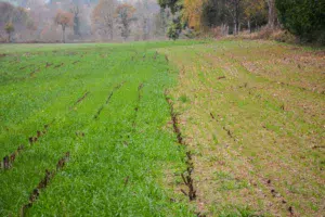 À gauche, une bande de RGI semée sous maïs, sans binage. À droite, du RGI semé le 10 octobre après ensilage. Les essais sont réalisés en relation avec la Chambre d'agriculture dans le cadre d'un programme porté par Eau du Morbihan.