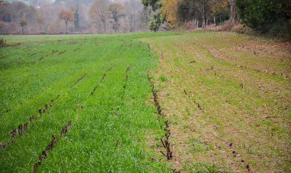 À gauche, une bande de RGI semée sous maïs, sans binage. À droite, du RGI semé le 10 octobre après ensilage. Les essais sont réalisés en relation avec la Chambre d'agriculture dans le cadre d'un programme porté par Eau du Morbihan. - Illustration Sous maïs, le RGI s&rsquo;est bien développé