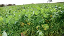 Les couverts à base de colza fourrager et de ray-grass d’Italie est intéressant, à condition qu’il soit semé tôt.