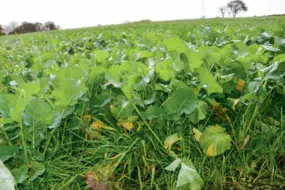 Les couverts à base de colza fourrager et de ray-grass d’Italie est intéressant, à condition qu’il soit semé tôt.