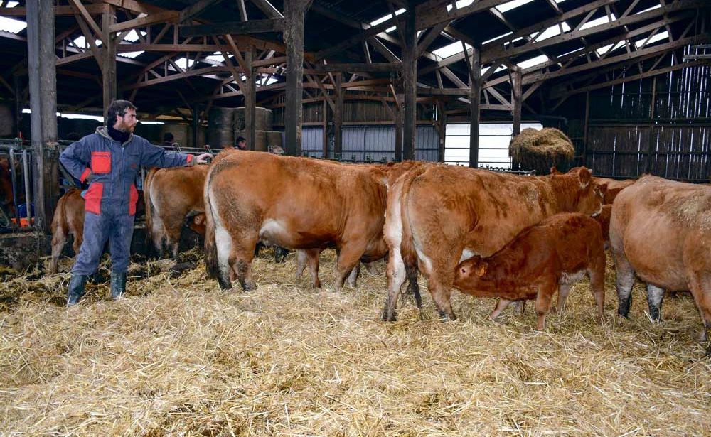 Sylvain Boschat recherche un troupeau économiquement performant, avec des facilités de vêlage, du lait et de la docilité. - Illustration Viande bovine : Un système performant après 10 ans d’élevage