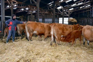 Sylvain Boschat recherche un troupeau économiquement performant, avec des facilités de vêlage, du lait et de la docilité.