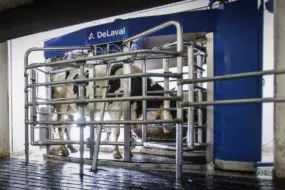 vache-au-vms-delaval-robot