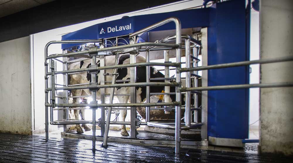 vache-au-vms-delaval-robot - Illustration Comment choisir les aliments distribués au robot ?