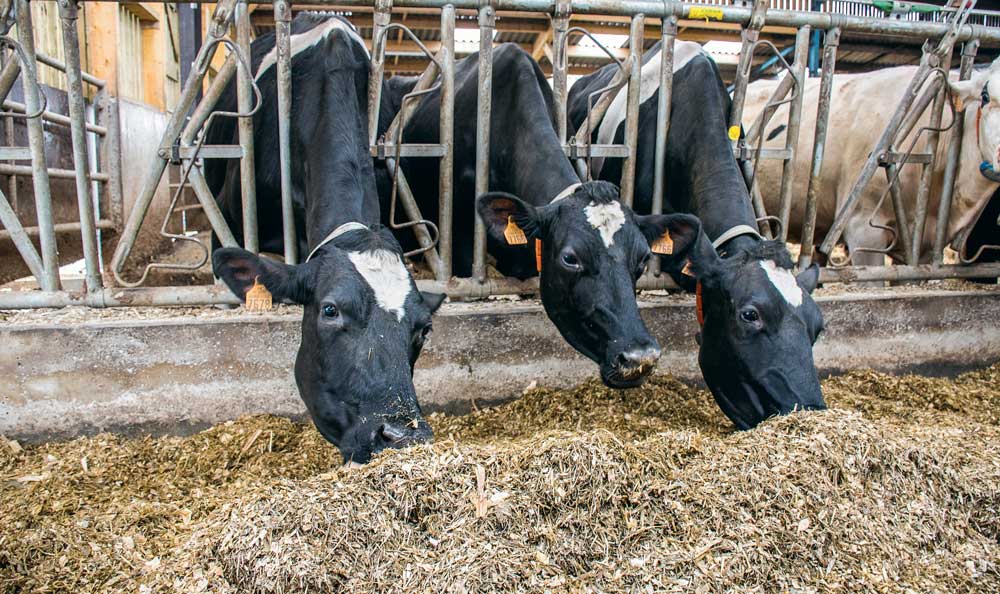 alimentation-a-volonte-lait - Illustration « Mes vaches ont-elles vraiment une ration à volonté ? »