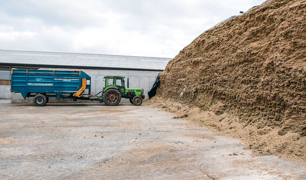 alimentation-mais-ensilage - Illustration Choisir la simplicité a beaucoup d’avantages pour la ration des laitières