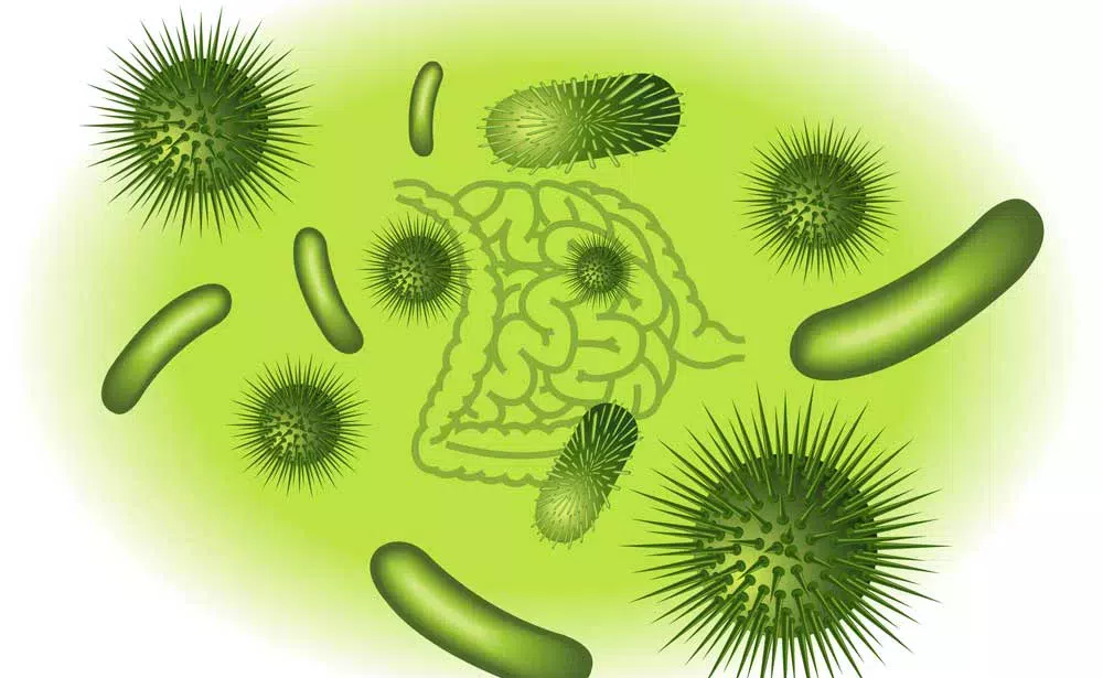 bacterie - Illustration Les bactéries de l’intestin se dévoilent