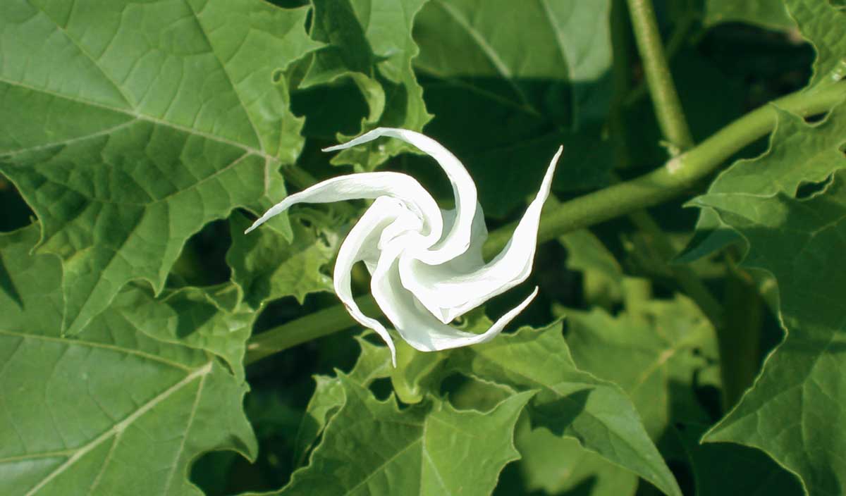 datura-stramoine - Illustration Vigilance face aux plantes invasives indésirables