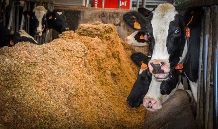 dossier-lait-alimentation