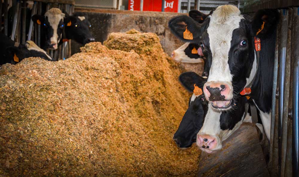 Photo of Alimentation des laitières : des vaches bien dans leur assiette