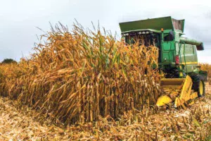 dossier-mais-ensilage