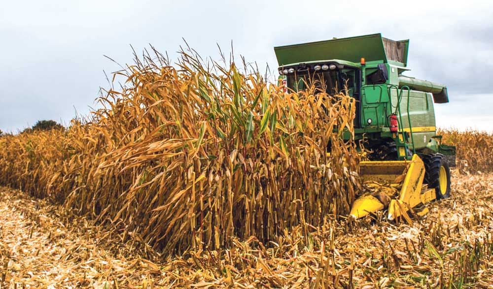 dossier-mais-ensilage - Illustration Maïs : le point sur la campagne 2016