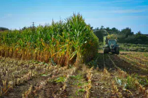 ensilage-mais-fourrage