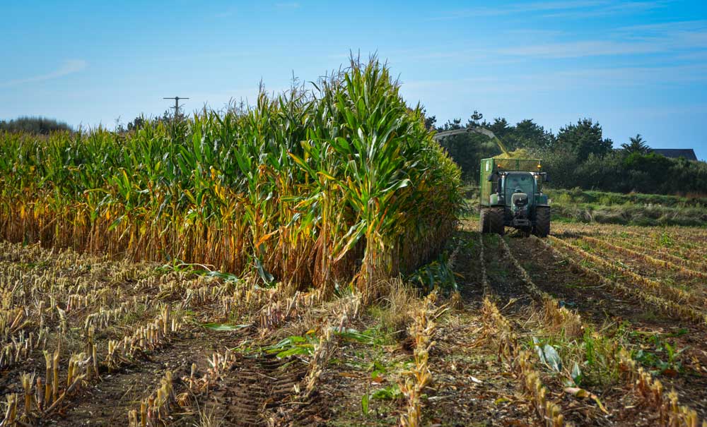 ensilage-mais-fourrage - Illustration Des échanges entre Cuma pour plus de souplesse